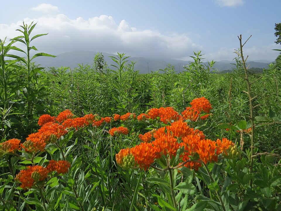 Asclepias tuberosa (Butterfly Weed) (alternate view 9)