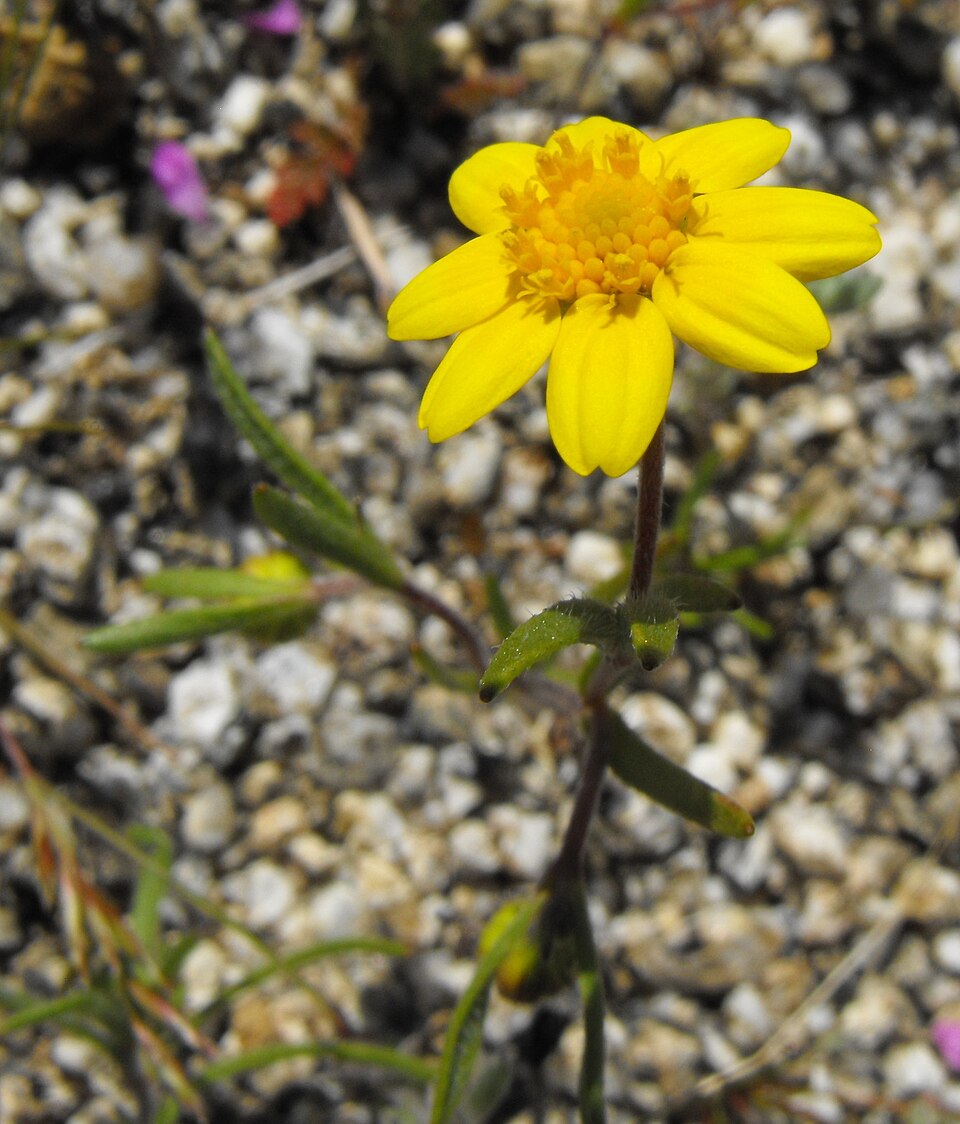 Lasthenia californica (California goldfields) (alternate view 10)