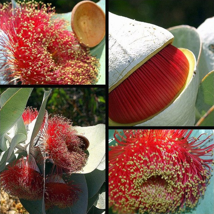 Eucalyptus macrocarpa, Mottlecah — upright evergreen (Myrtaceae) (image 4 of 10)