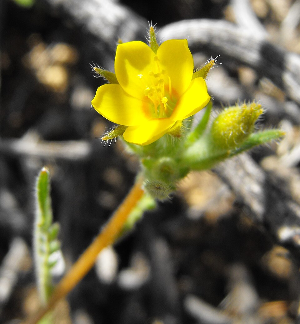 Mentzelia albicaulis (Whitestem Blazingstar) (alternate view 6)