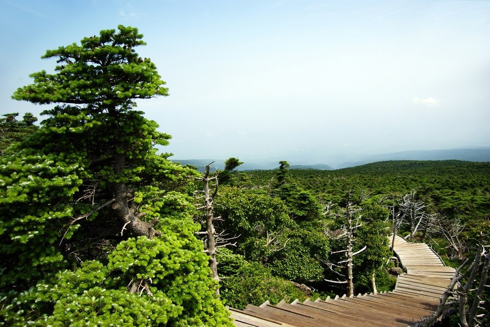 Abies koreana (Korean fir) (alternate view 10)