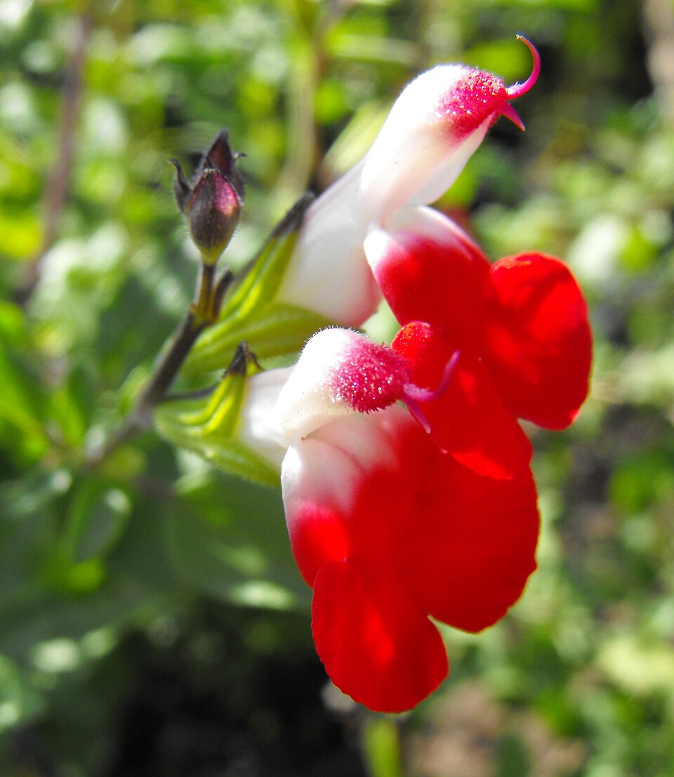 Salvia microphylla 'Hot Lips' (baby sage, Hot Lips) (alternate view 4)