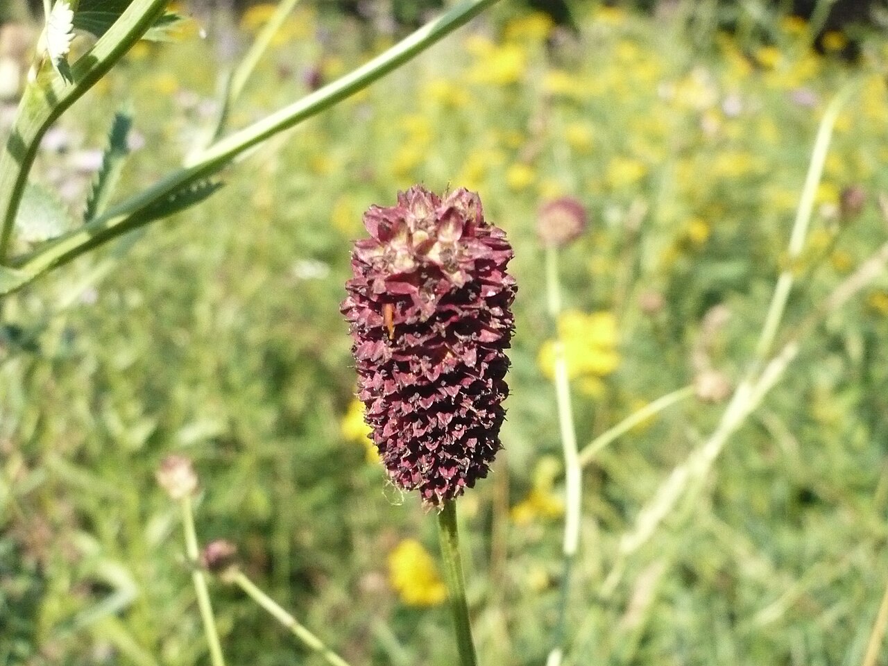 Sanguisorba officinalis, Great burnet — clumping deciduous (Rosaceae) (image 2 of 10)