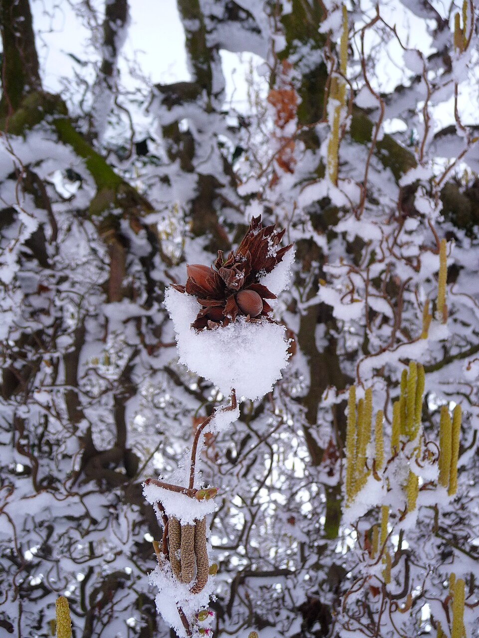 Salix babylonica 'Tortuosa' (corkscrew willow)