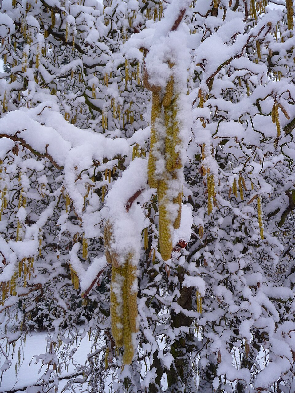 Salix babylonica 'Tortuosa' (corkscrew willow) (alternate view 2)