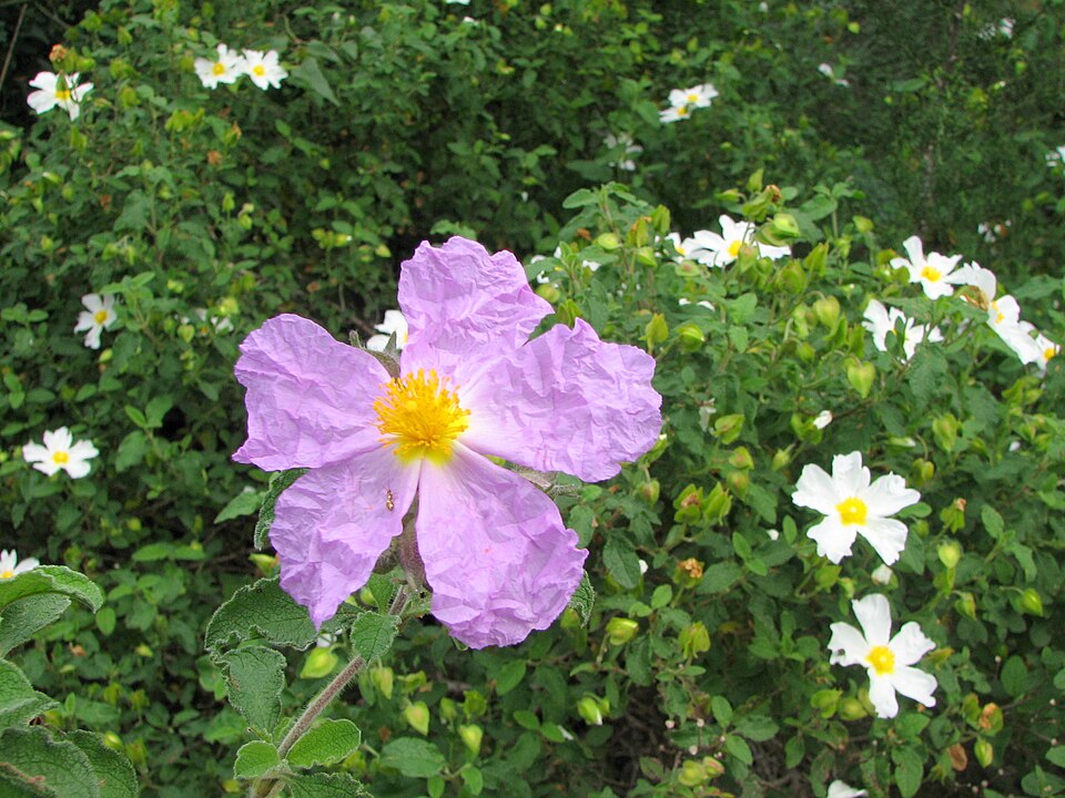 Cistus creticus (alternate view 8)