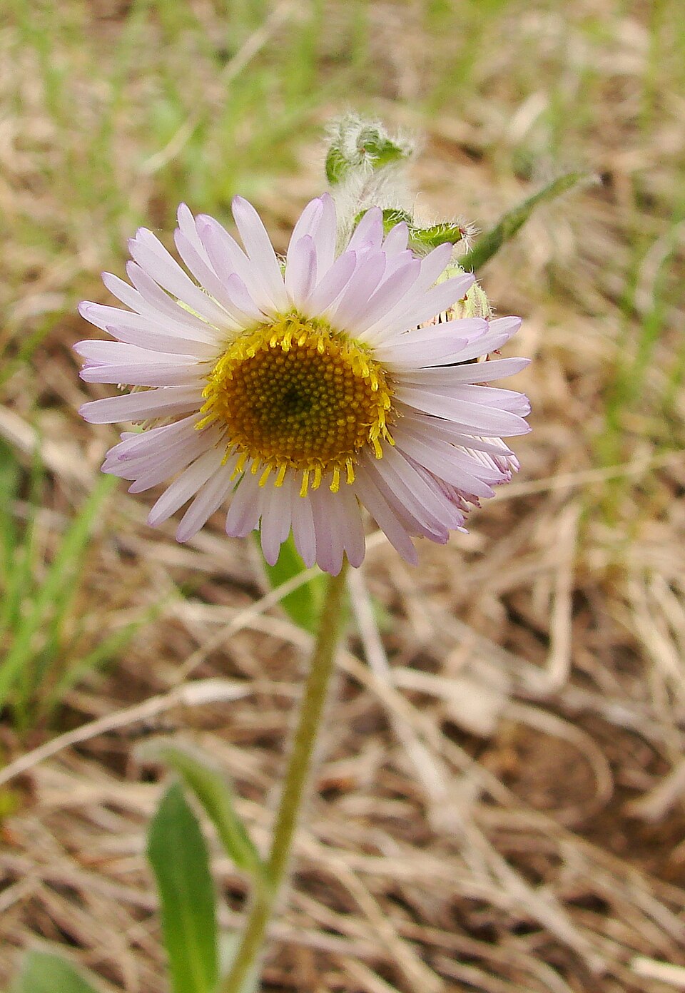 Erigeron pulchellus (robin's-plantain) (alternate view 3)