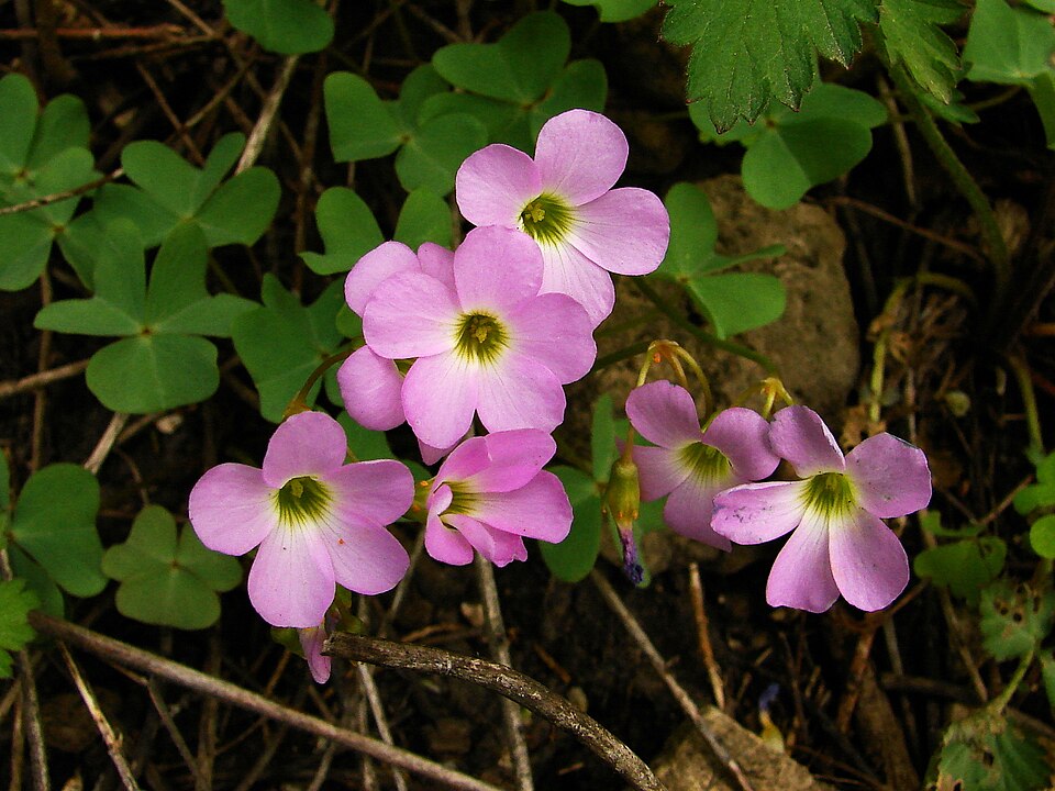 Oxalis violacea (violet woodsorrel)
