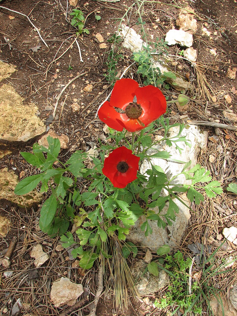 Ranunculus asiaticus (Persian Buttercup) (alternate view 7)