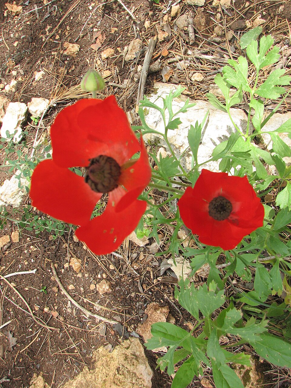 Ranunculus asiaticus (Persian Buttercup) (alternate view 8)