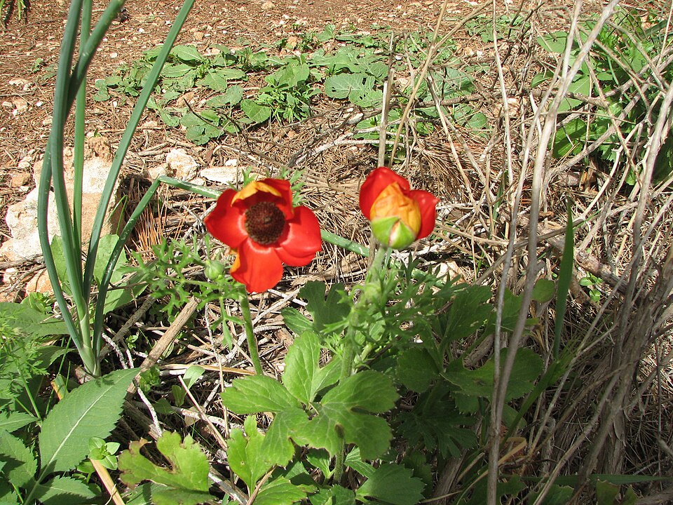 Ranunculus asiaticus (Persian Buttercup) (alternate view 9)