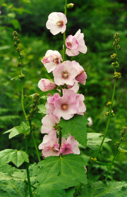Iliamna rivularis (Streambank Globemallow) (alternate view 7)