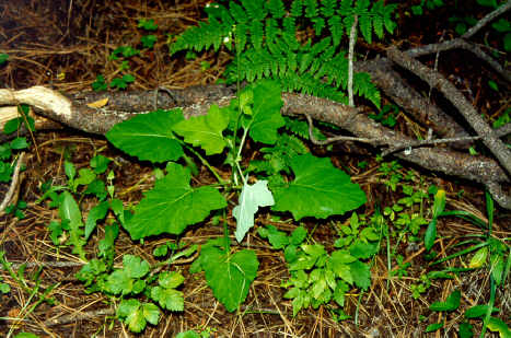 Adenocaulon bicolor (American trailplant) (alternate view 4)