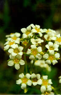 Boykinia major (Boykinia) (alternate view 6)