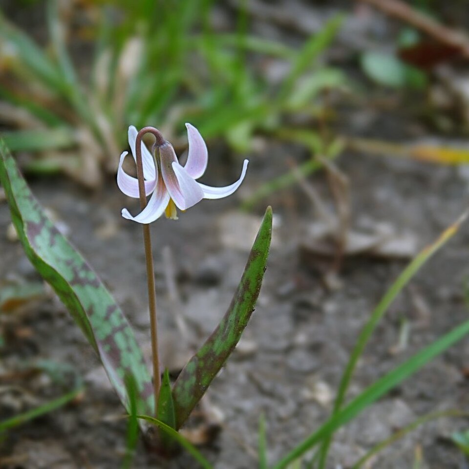Erythronium albidum (white fawnlily) (alternate view 2)