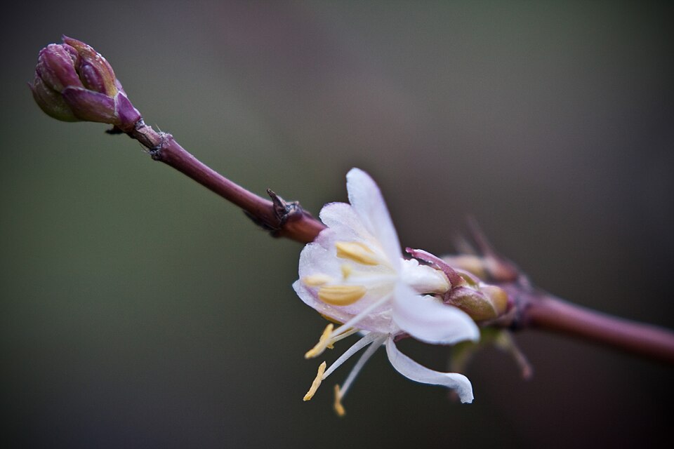 Lonicera fragrantissima (Winter honeysuckle) (alternate view 8)