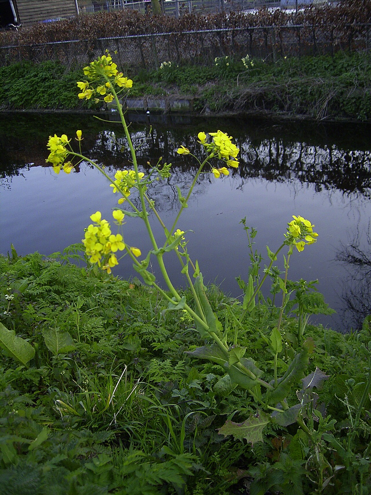 Brassica rapa, Turnip — upright (Brassicaceae) (image 1 of 7)