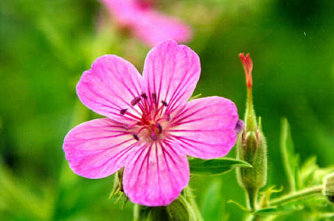 Geranium viscosissimum (sticky geranium) (alternate view 7)