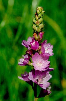 Sidalcea oregana (Oregon Checker-Mallow) (alternate view 8)