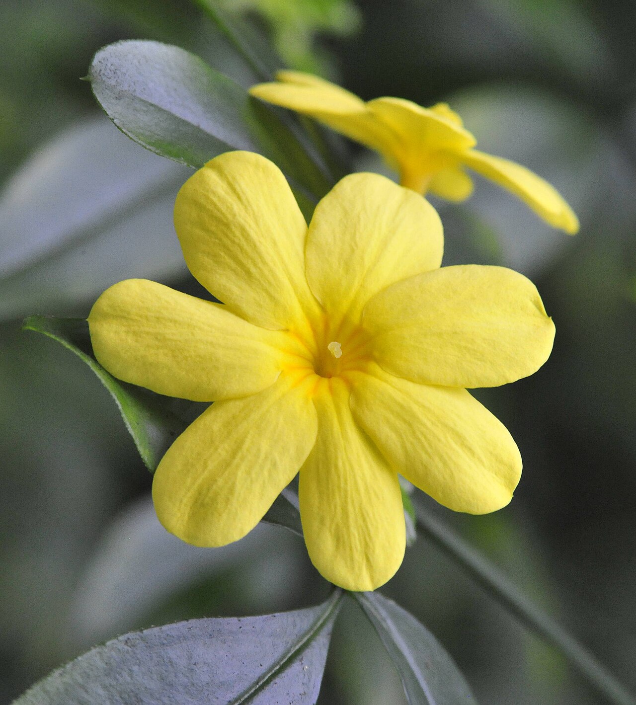 Jasminum mesnyi, Primrose jasmine — spreading evergreen (Oleaceae) (image 10 of 10)