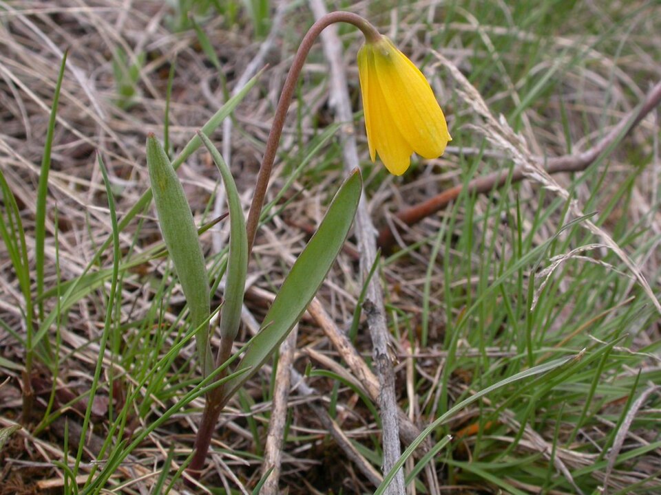 Fritillaria pudica (yellow fritillary) (alternate view 8)