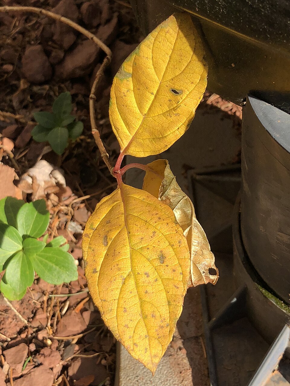 Hydrangea paniculata 'Jane' (Little Lime Hydrangea) (alternate view 5)