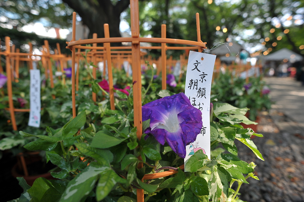 Ipomoea nil, Japanese morning glory — vining deciduous (Convolvulaceae) (image 6 of 10)