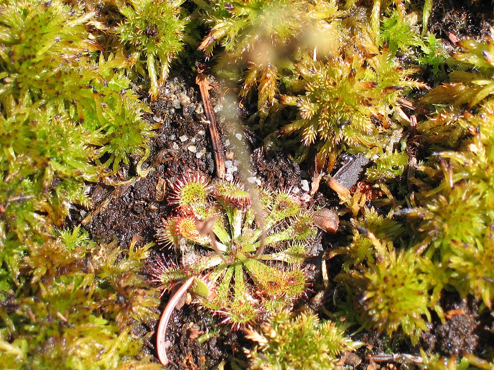 Drosera capillaris (Pink Sundew) (alternate view 6)