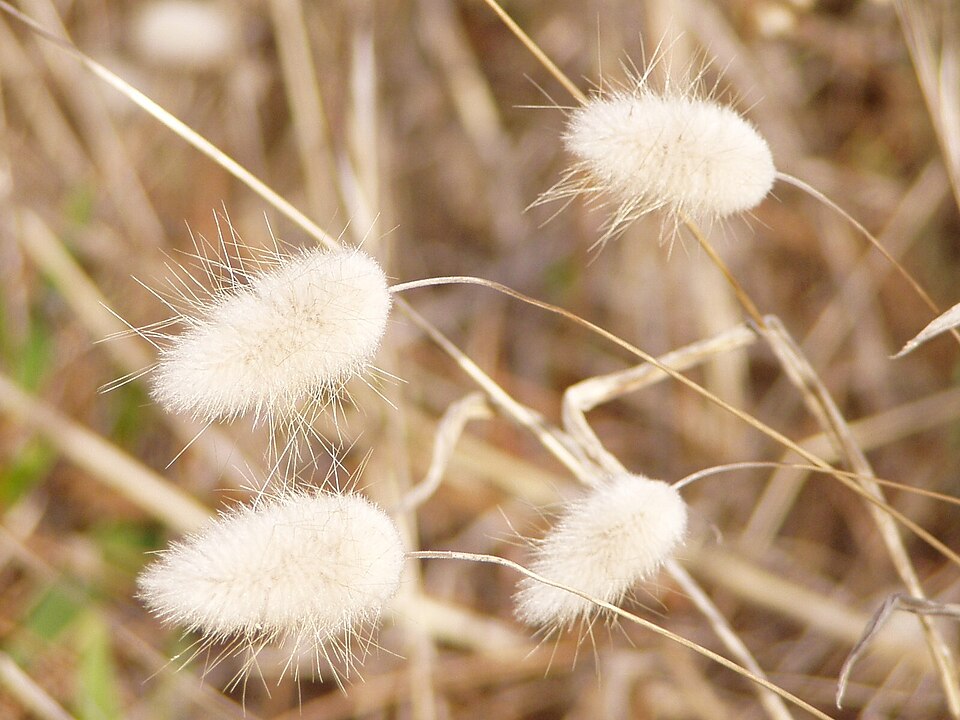 Lagurus ovatus (Hare's Tail Grass)