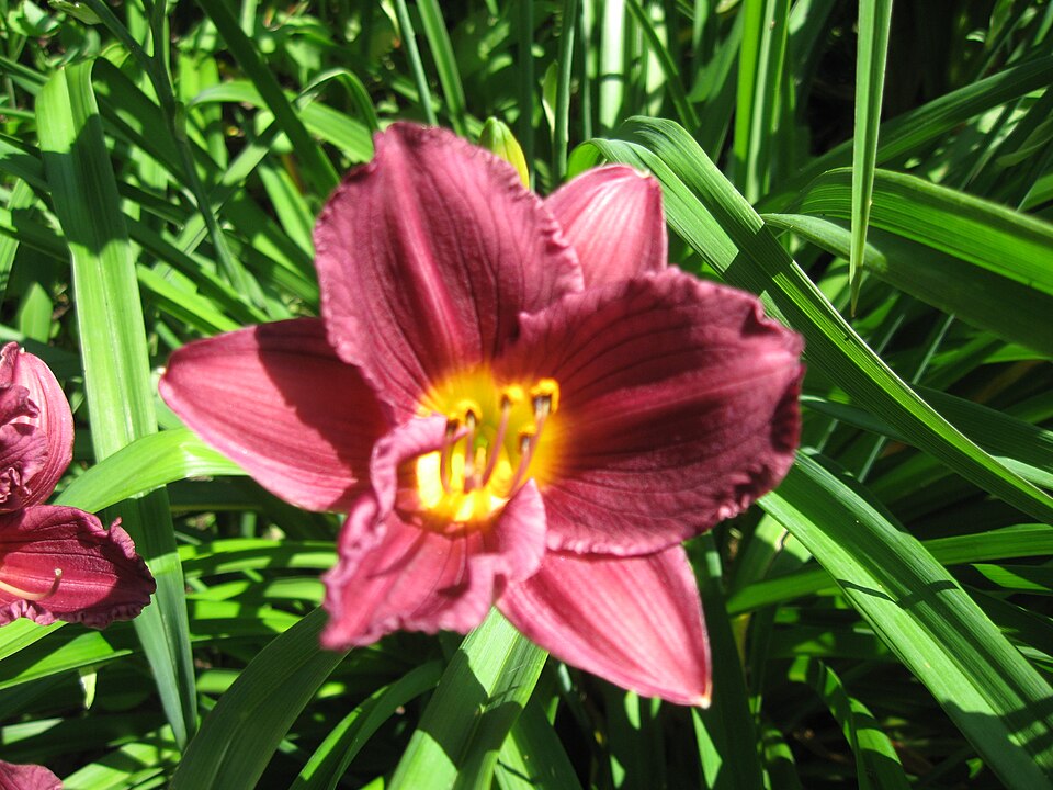 Hemerocallis 'Purple de Oro' (Purple de Oro Daylily)