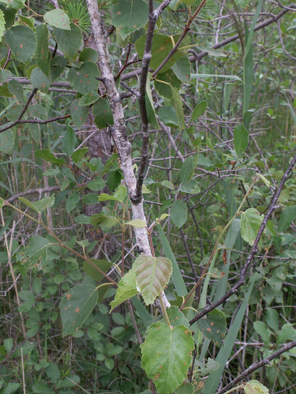 Betula pubescens (Downy Birch)