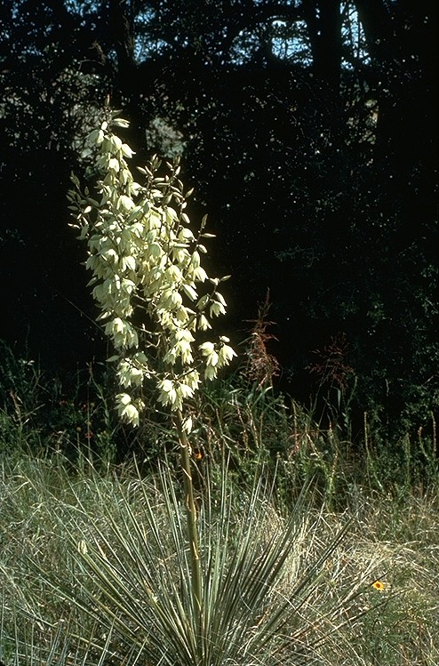 Yucca glauca (Great Plains yucca) (alternate view 7)