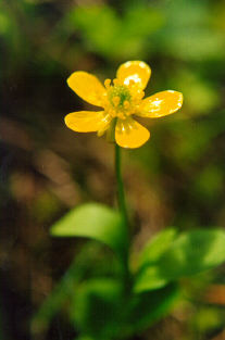 Ranunculus glaberrimus (sagebrush buttercup) (alternate view 2)