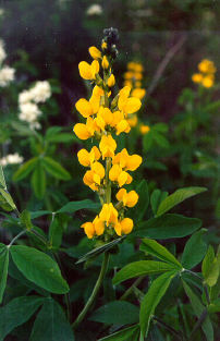 Thermopsis montana (Mountain goldenbean) (alternate view 11)