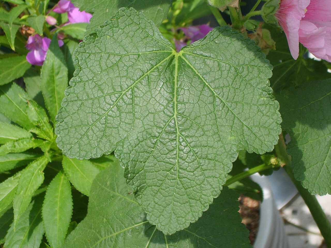 Hibiscus mutabilis, Confederate rose — upright deciduous (Malvaceae) (image 4 of 10)