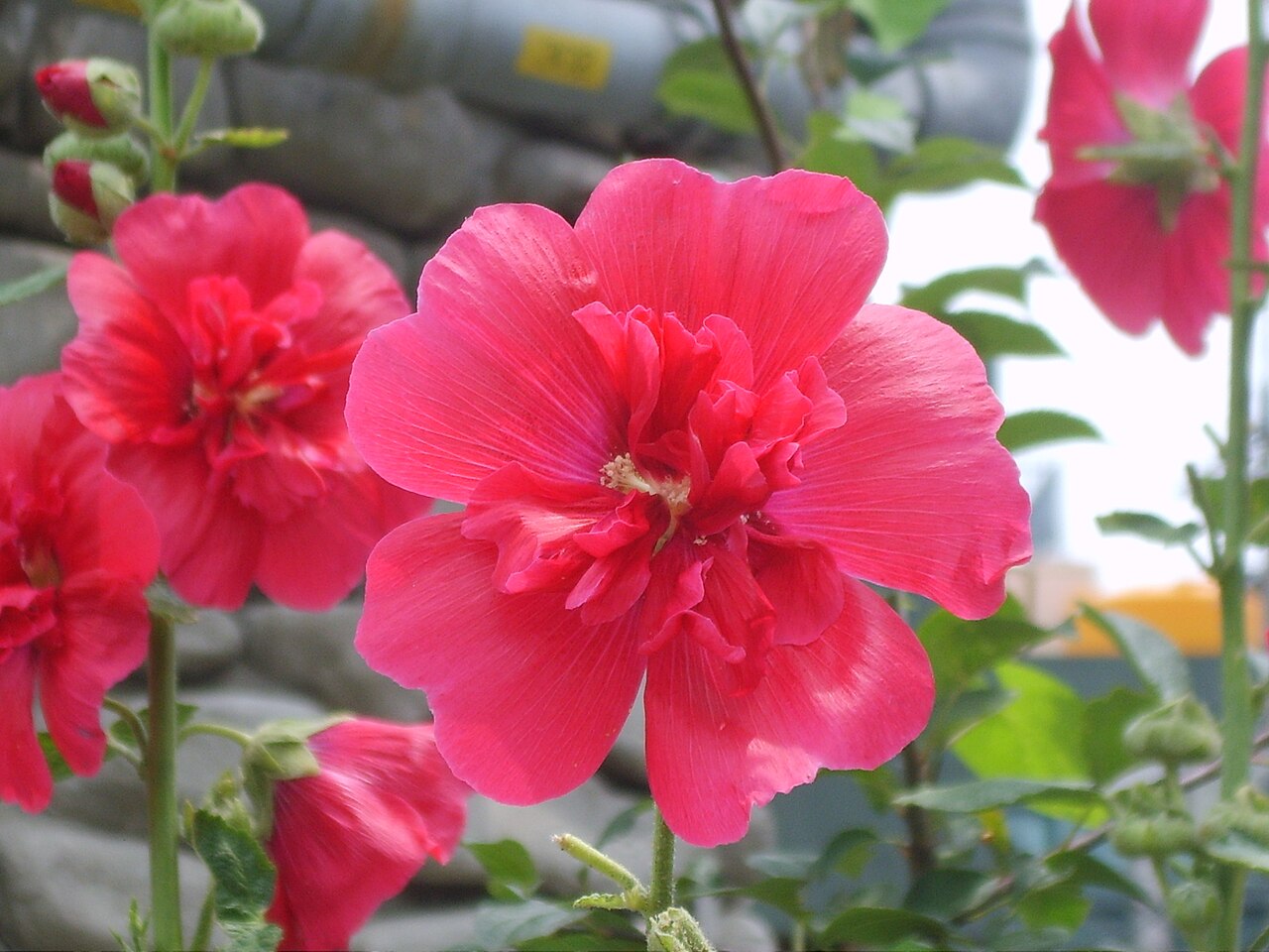 Hibiscus mutabilis, Confederate rose — upright deciduous (Malvaceae) (image 5 of 10)