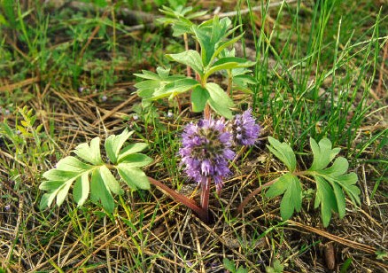 Hydrophyllum capitatum (ballhead waterleaf) (alternate view 2)
