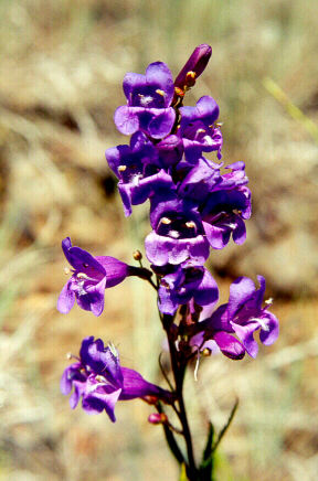 Penstemon venustus (Blue Mt Penstemon) (alternate view 7)