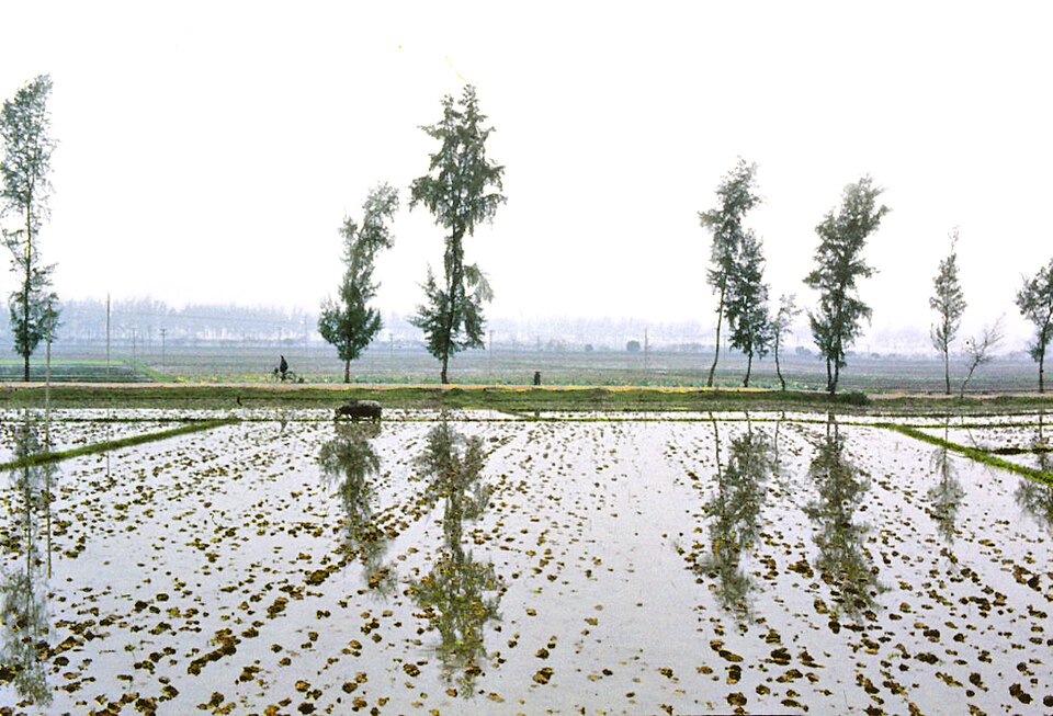 Casuarina (she-oaks) (alternate view 2)