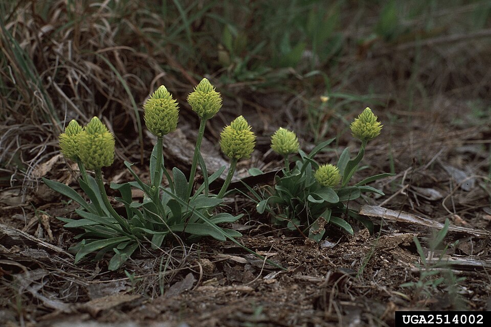 Senega nana (candyroot) (alternate view 5)