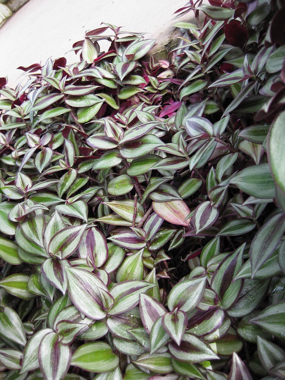 Tradescantia zebrina (Inch Plant) (alternate view 4)