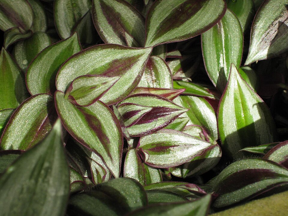 Tradescantia zebrina (Inch Plant) (alternate view 5)