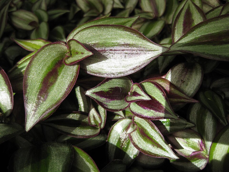 Tradescantia zebrina (Inch Plant) (alternate view 6)