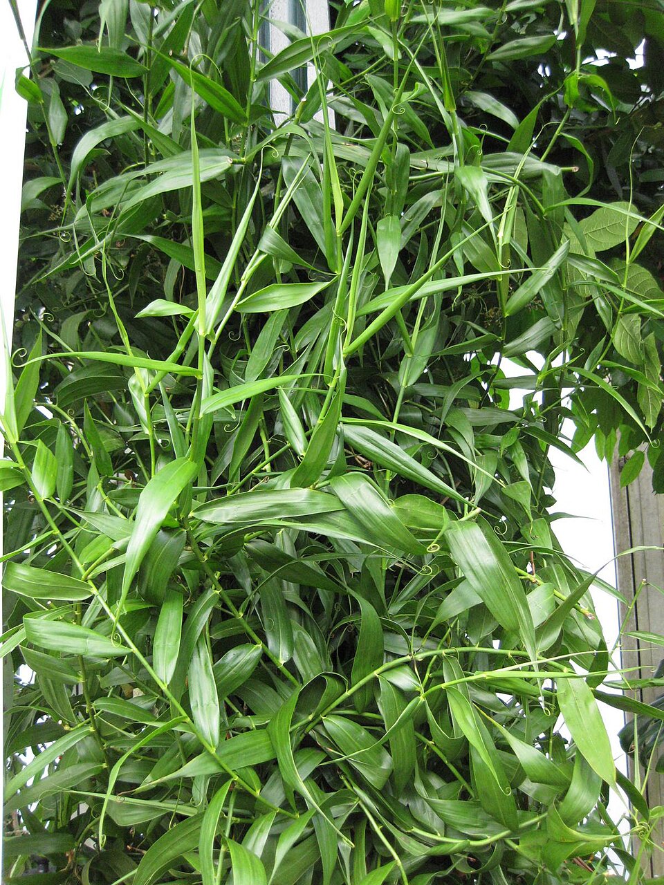 Flagellaria indica (Indian Bushcane) (alternate view 2)