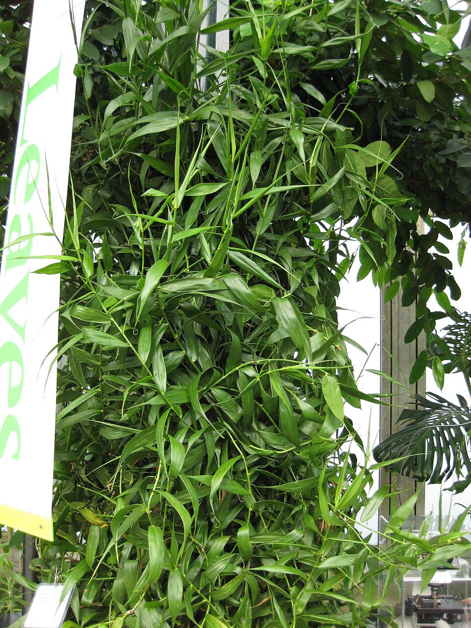 Flagellaria indica (Indian Bushcane) (alternate view 3)