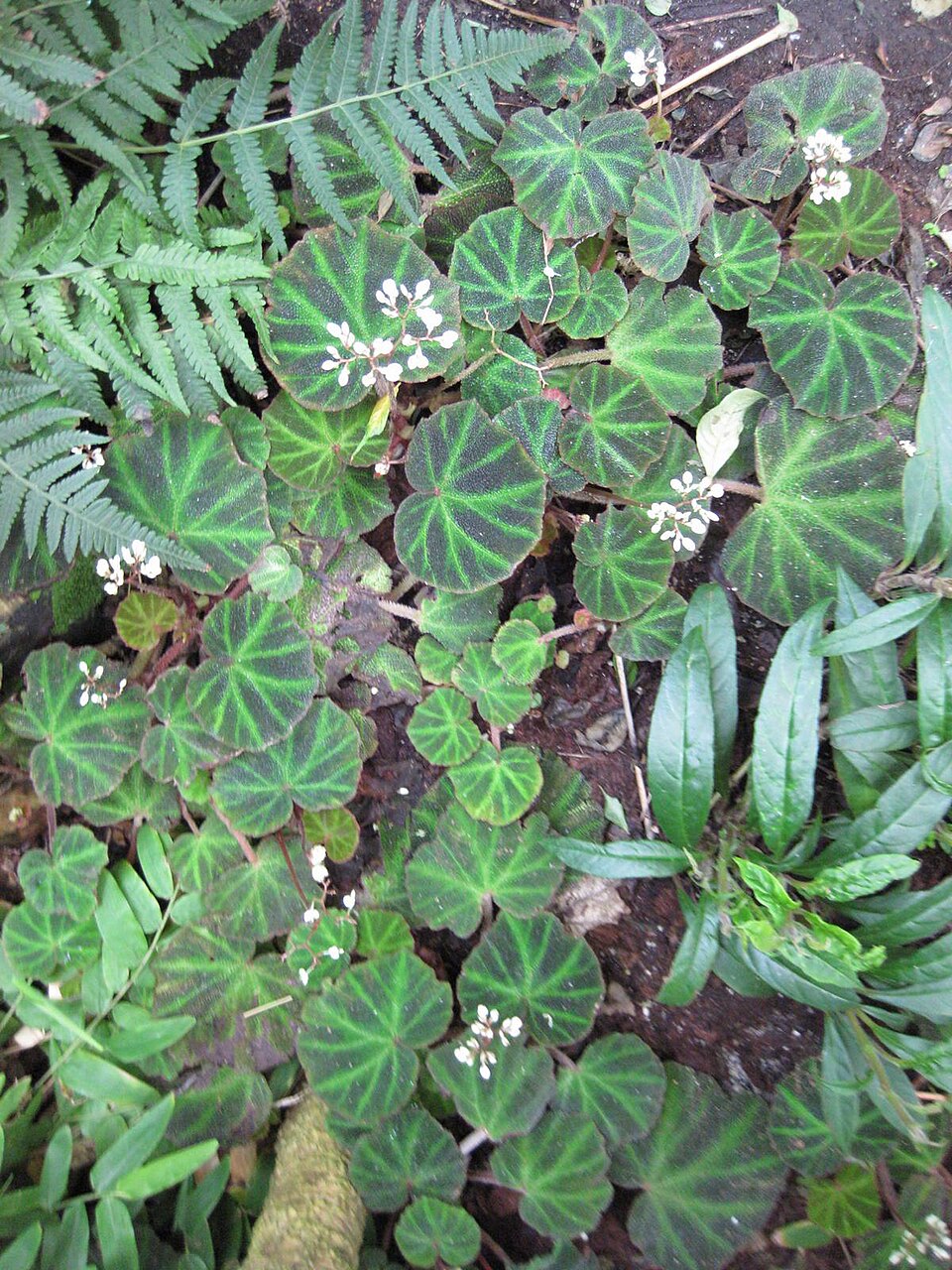 Begonia soli-mutata (Begonia Soli-Mutata) (alternate view 2)