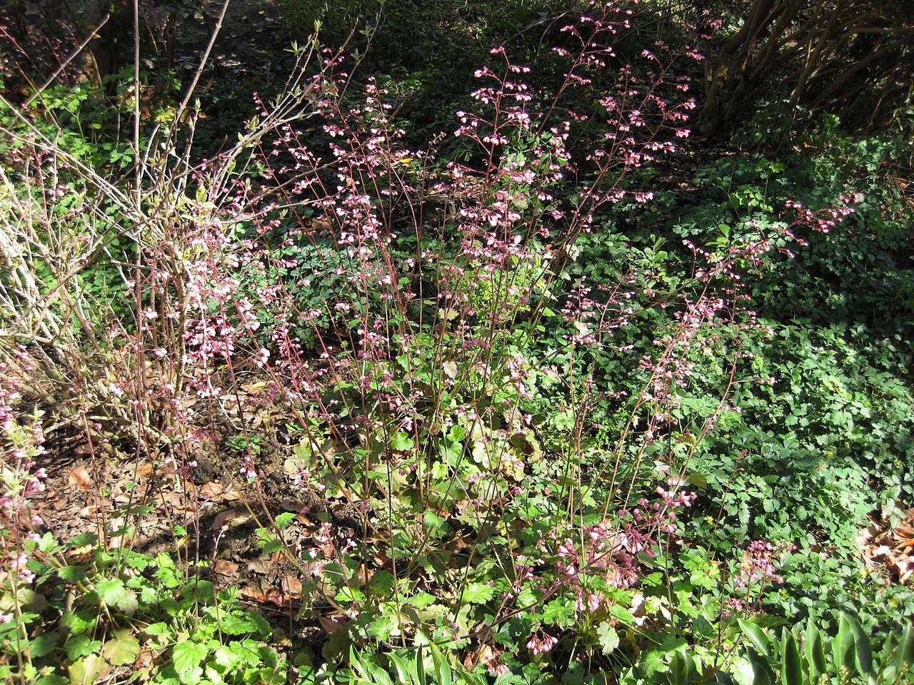 Heuchera sanguinea, Coral bells — mounding evergreen (Saxifragaceae) (image 7 of 10)