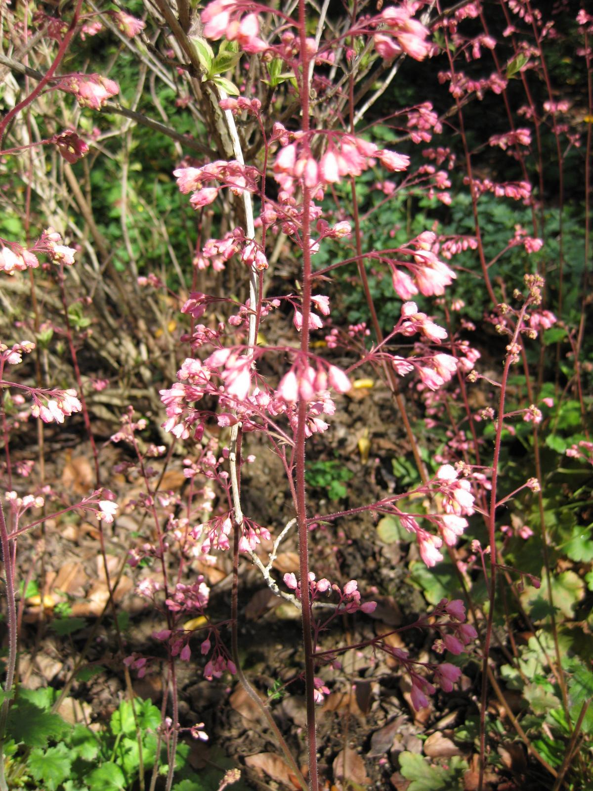 Heuchera sanguinea, Coral bells — mounding evergreen (Saxifragaceae) (image 8 of 10)
