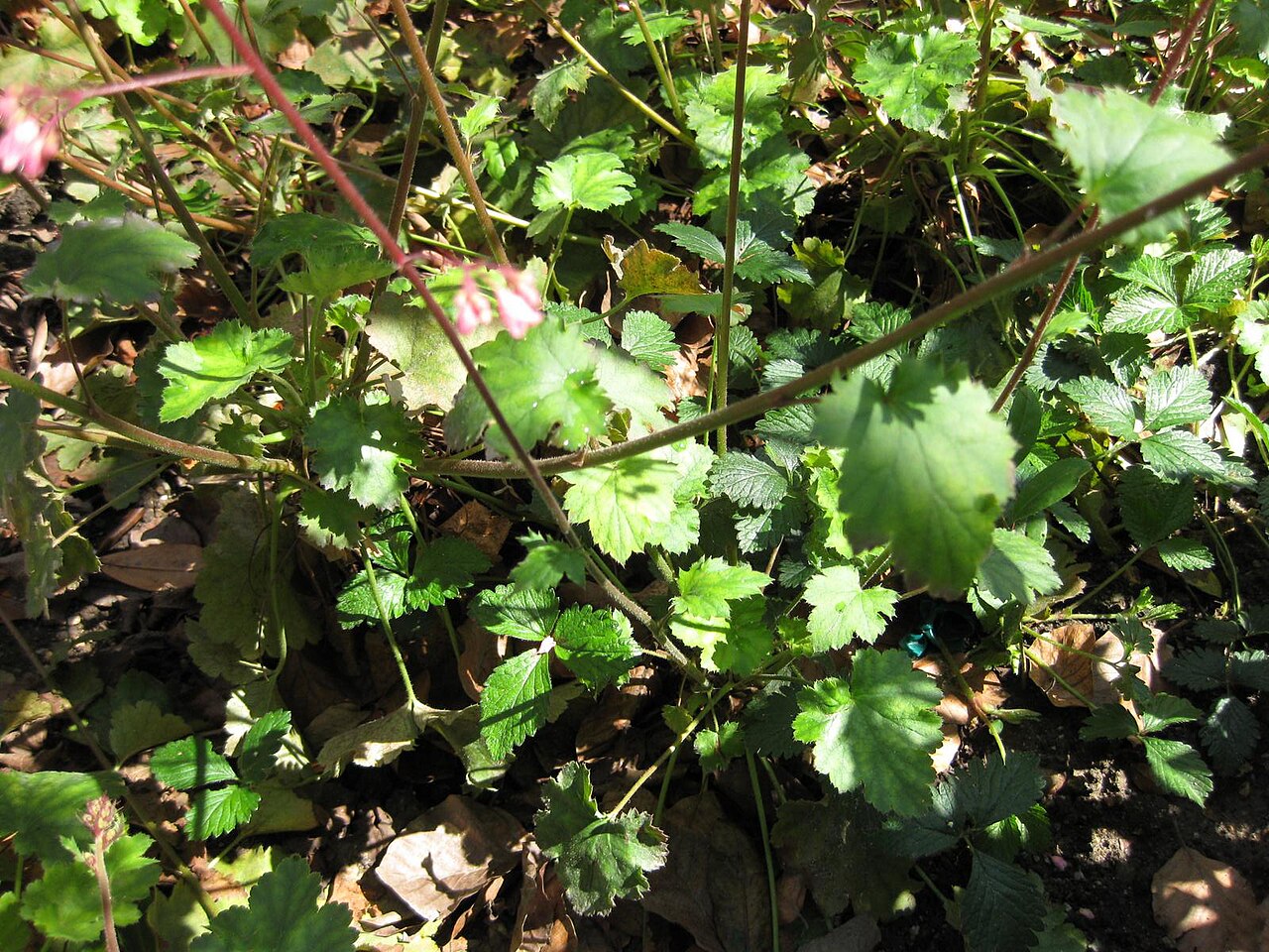 Heuchera sanguinea, Coral bells — mounding evergreen (Saxifragaceae) (image 9 of 10)
