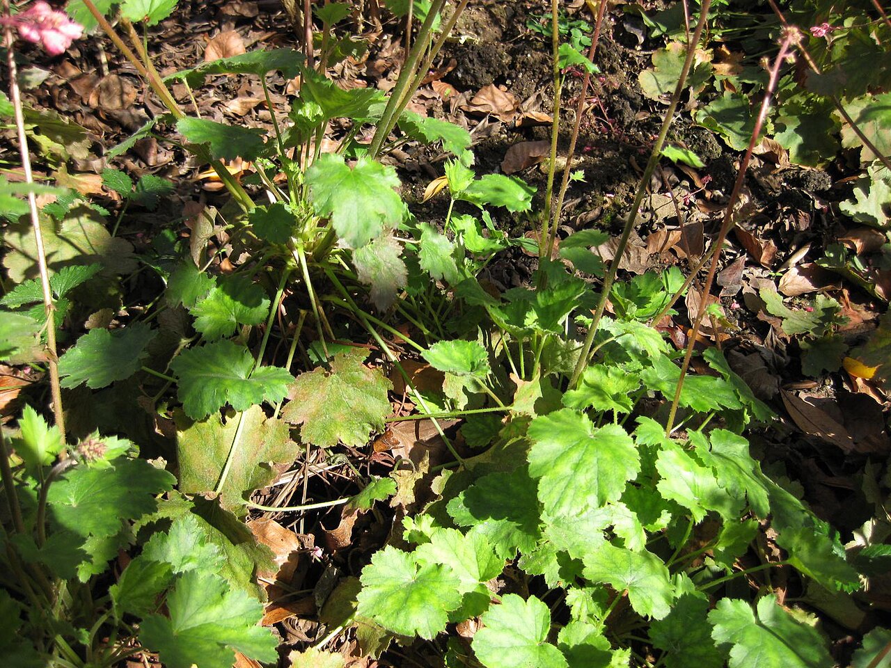 Heuchera sanguinea, Coral bells — mounding evergreen (Saxifragaceae) (image 10 of 10)